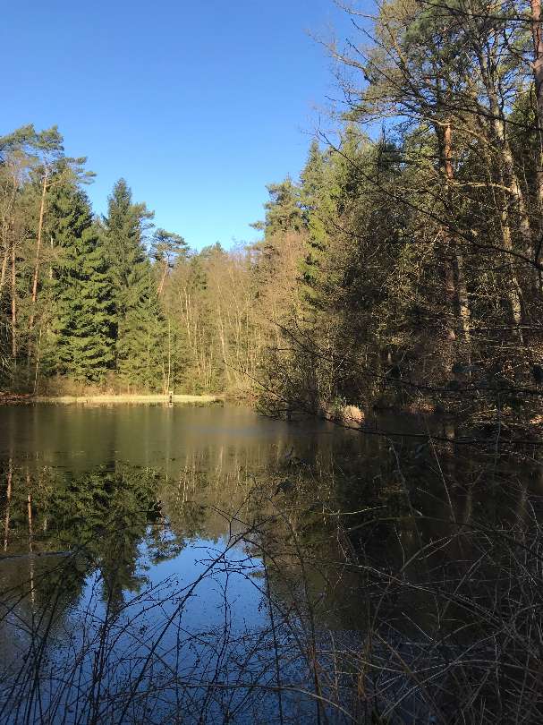 Lohofer-Fischteich