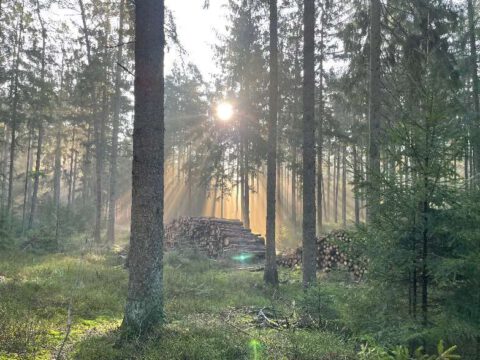 Waldweg-Waldsportplatz