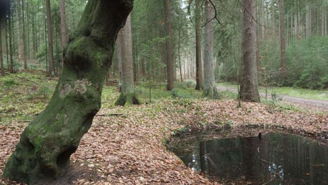 Rehtränke_am_grünenWW