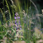 Kräuterwanderung_Kasia_Titel