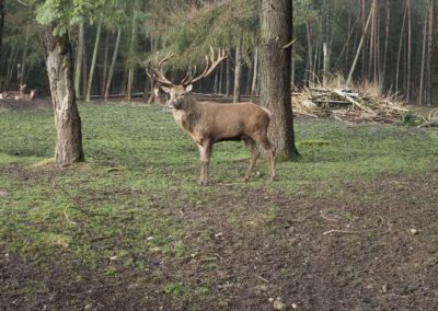 Hirschgehege am Rüsselkäfer