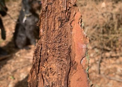Borkenkäferschaden im Klecker Wald