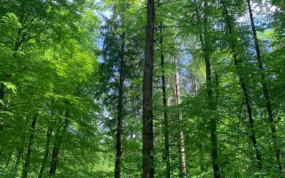 Unterwegs im Klecker Wald
