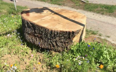 Das Bendestorfer Eichendenkmal