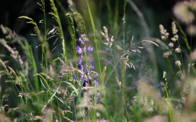 Familien-Kräuterwanderung in Bendestorf
