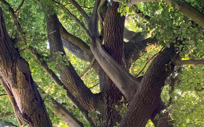 Familienzeit im Wald