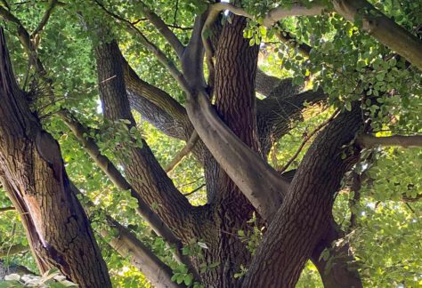 Familienzeit Wald Waldwanderung